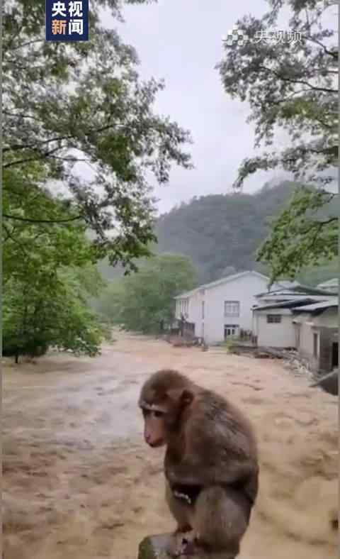 武夷山暴雨中猴子蹲桥上避险 救援在持续进行中