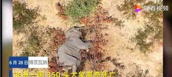 非洲350头大象接连离奇死亡 原因是澳洲大火的演变吗