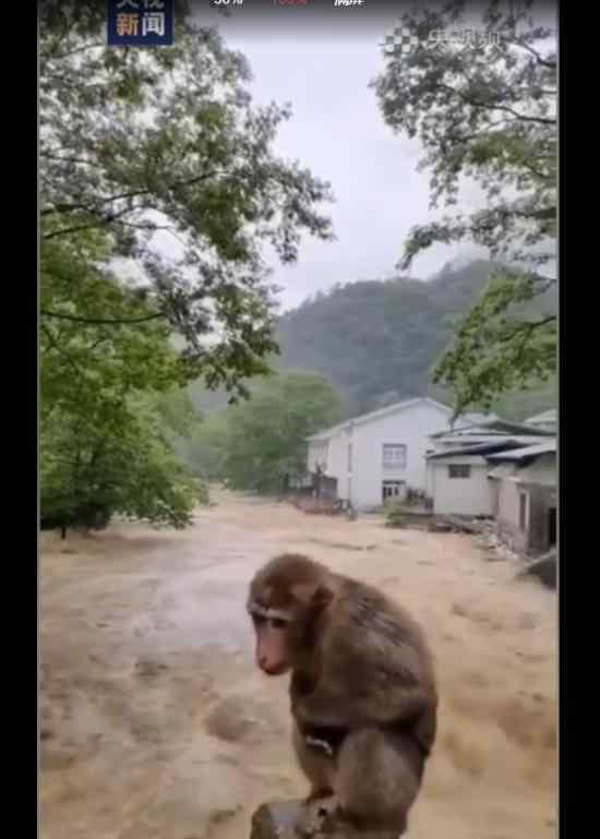 福建武夷山遭遇暴雨 猴子可怜巴巴蹲桥上避险