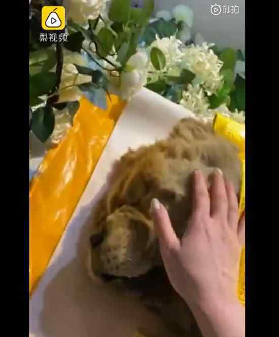 女子花2千为去世爱犬办告别仪式 具体怎么回事