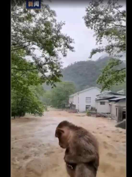 武夷山暴雨中猴子蹲桥上避险 可怜巴巴