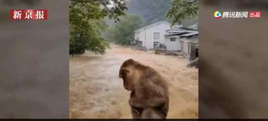 武夷山暴雨中猴子蹲桥上避险 弱小无助左右张望