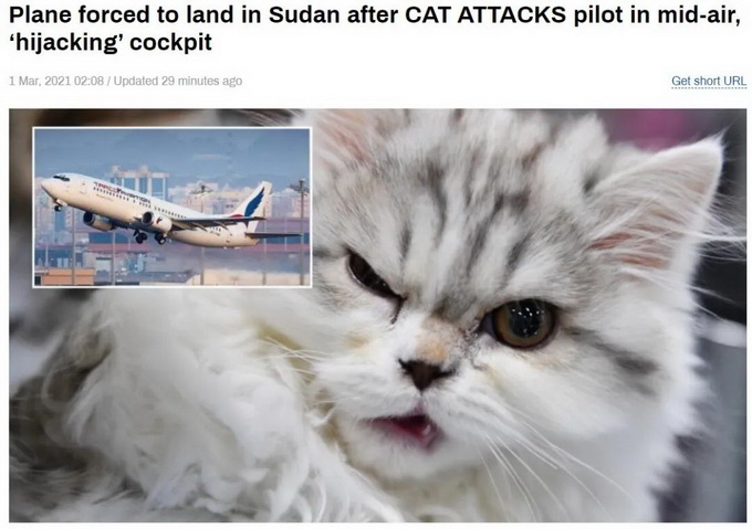 外国一架客机遭猫咪“劫持”！紧急返航