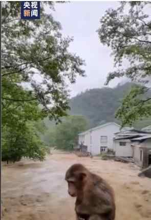 武夷山暴雨中猴子蹲桥上避险 害怕救援何时来