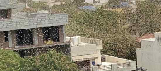 印度首都多地出现大量蝗虫群 场面有多恐怖