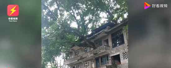 重庆400年老树穿楼生长 具体怎么回事