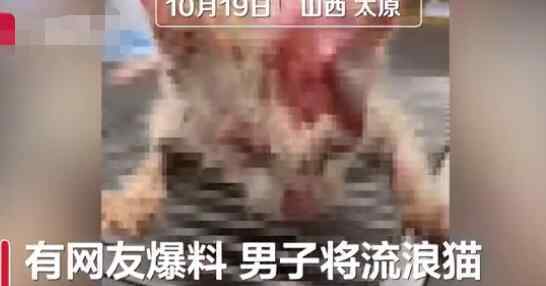 被开水浇烫怀孕母猫死亡 为什么会这样做