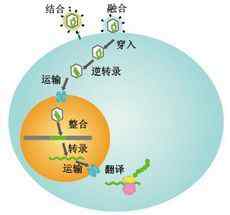 TCID50 病毒包装实验（二）