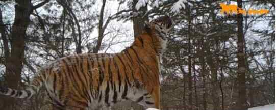吉林东北虎豹影像曝光 它们正自由地生存繁衍