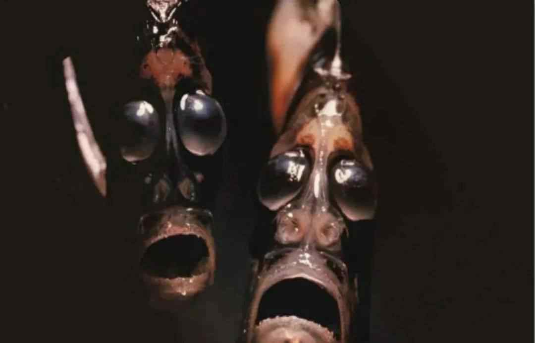 斧头鱼 海下一万米，到底有什么？有这些奇奇怪怪的生物！！