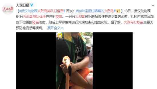 火烈鸟排队体检打疫苗 到底发生了什么