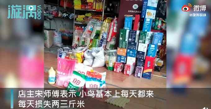 数百只小鸟频繁光顾米店偷米吃 老板：环境好了 吃点米不算什么