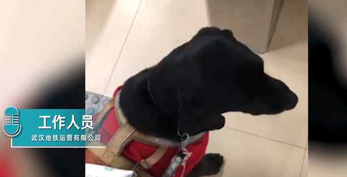 导盲犬未带嘴罩被武汉地铁拒绝入内？地铁方称是依规执行