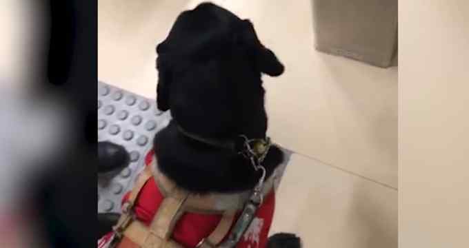 导盲犬未带嘴罩被武汉地铁拒绝入内？地铁方称是依规执行