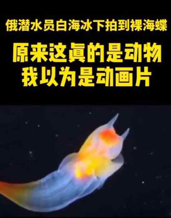 俄潜水员冰下拍到裸海蝶 色彩梦幻型似天使