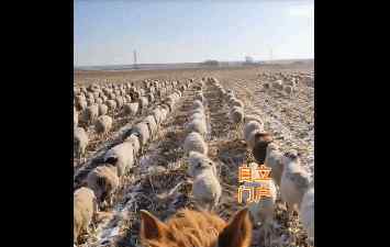 400只羊走出阅兵步伐 网友调侃：看的都饿了
