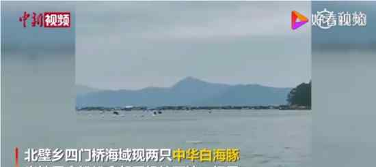 福建霞浦海域现中华白海豚 现场什么情况