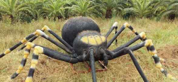 巨蜘蛛吃人 世界上最大的蜘蛛，巨蜘蛛和狗一样大
