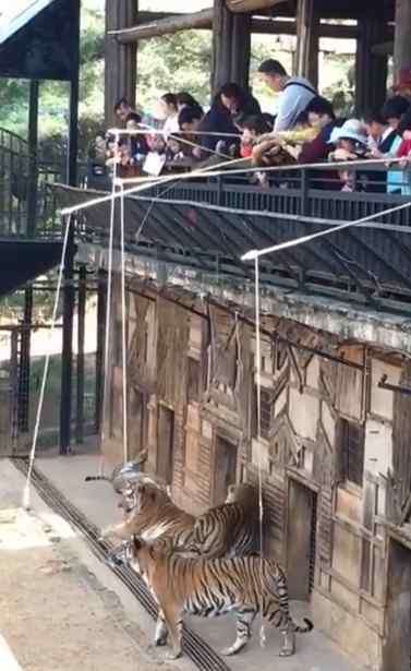 动物园取消钓老虎 具体是什么情况为什么取消