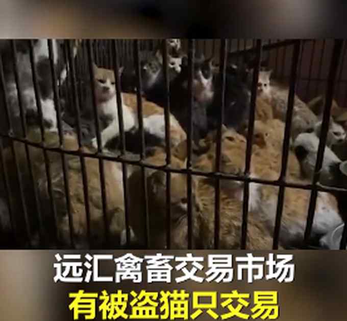 官方通报广东江门黑市贩猫事件：高度重视 正在对来源开展核查