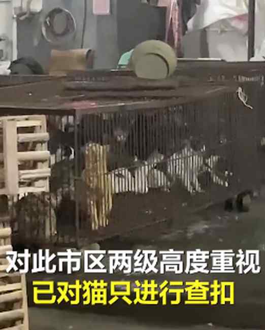 官方通报广东江门黑市贩猫事件：高度重视 正在对来源开展核查