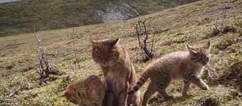 敦煌首次拍到荒漠猫 荒漠猫什么样什么情况