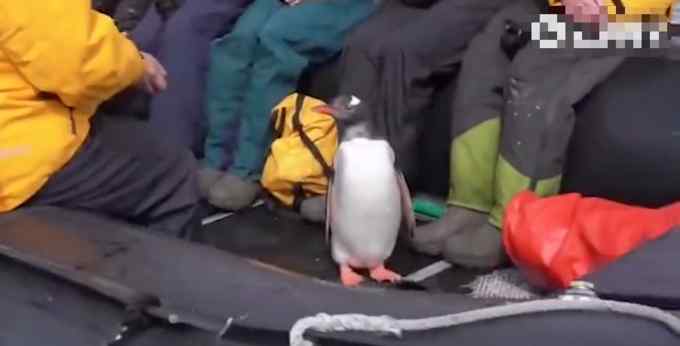 神奇一幕！企鹅遭虎鲸捕杀危急关头跳上游船 躲在人群中呆萌可爱