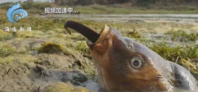 镜头拍下大鱼捕食鳗鱼全程：一口嗦进嘴里 狼吞虎咽直接进肚