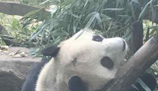北京动物园网红大熊猫突然头秃 到底发生了什么