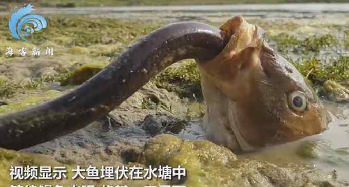 镜头拍下大鱼捕食鳗鱼全程：一口嗦进嘴里 狼吞虎咽直接进肚