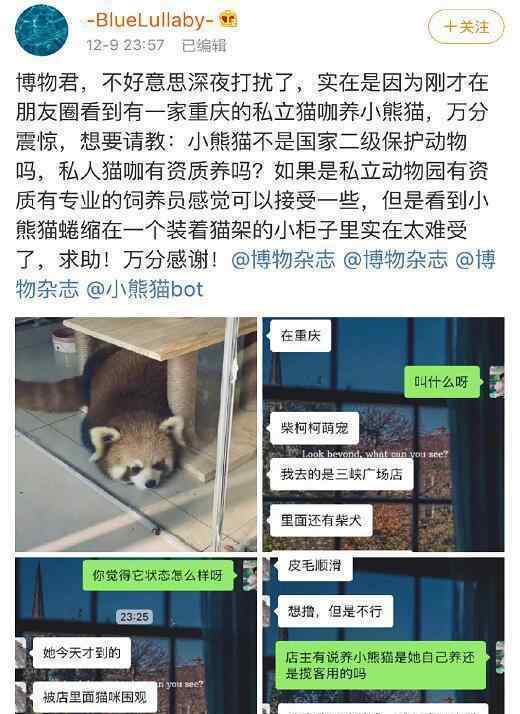 重庆养小熊猫咖啡馆涉嫌违规展示 将如何处置