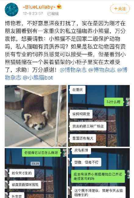 重庆一咖啡馆疑饲养小熊猫 具体什么情况