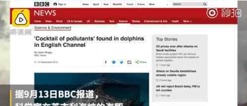 海豚体内发现混合污染物 海豚体内污染达历史最高水平