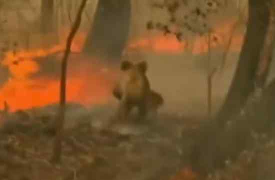 两千只考拉或被山火烧死 大火使它们失去栖息地