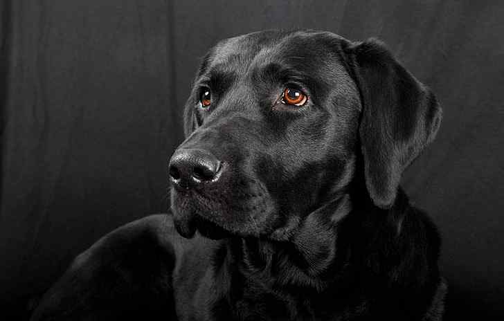 黑色拉布拉多 “黑色”的拉布拉多犬，为什么很多人想养？这几点是原因