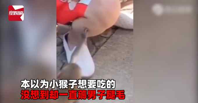 男子景区游玩被“猴哥”拔腿毛 瞬间懵了：以为要吃的却一直拔