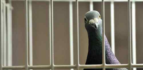 鸽子被指控为间谍面临入狱 究竟发生了什么