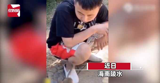 男子景区游玩被“猴哥”拔腿毛 瞬间懵了：以为要吃的却一直拔