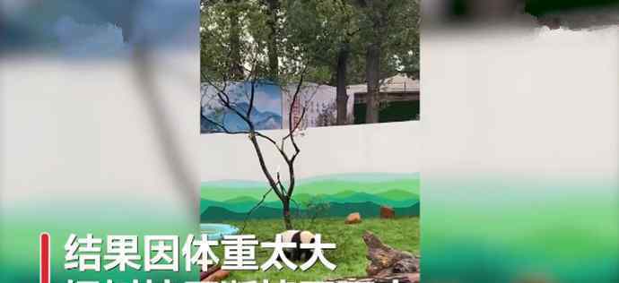 大熊猫树上蹦迪压断树枝 究竟发生了什么