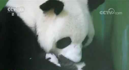 新生大熊猫名字叫国庆 哪里的新生大熊猫