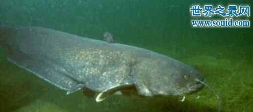世界最大湖泊 世界上最大的巨型哲罗鲑，长15米的湖怪