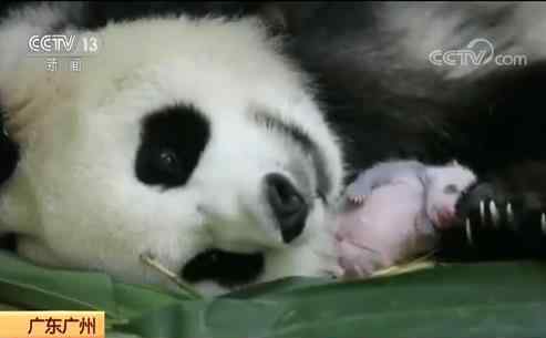 新生大熊猫名字叫国庆 哪里的新生大熊猫