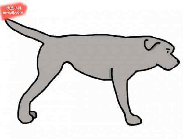 狗狗摇尾巴代表什么 11种狗狗摇尾巴的方式，会让你明白他们到底想要表达什么
