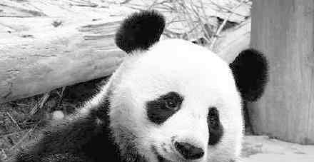 旅泰大熊猫创创死亡结果通报 创创死亡原因是什么?