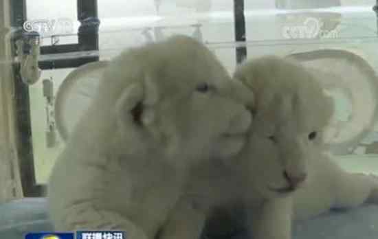 济南双胞胎白狮 新出生的双胞胎白狮有多萌