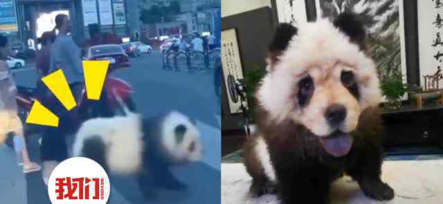 乐山熊猫狗逛街网上火了 事情真相如何