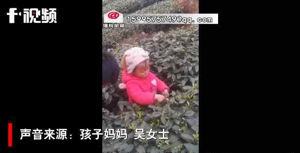 3岁萌娃帮妈妈采茶叶动作娴熟 事情经过真相揭秘！