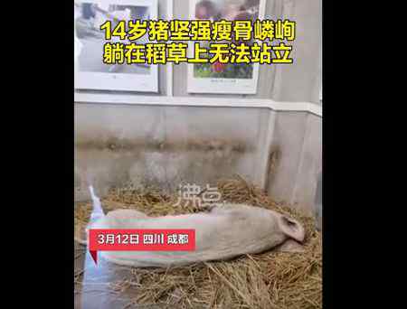 14岁的“猪坚强”已瘦骨嶙峋 无法站立 这意味着什么?