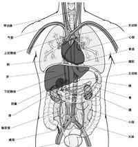 人体内脏结构示意图 人体内器官分布图及解说