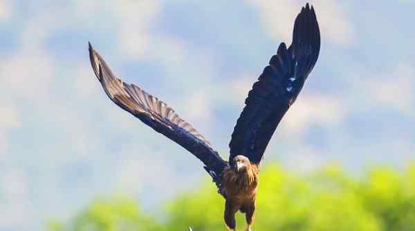 最大的鹰 世界十大最凶猛的鹰排名 金雕排名第一